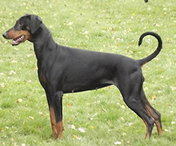 1412293_532915866788358_1104227924_oaaaaaaaaaaaaaa1