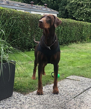 103335486_3172886472773300_447385411976428817_n