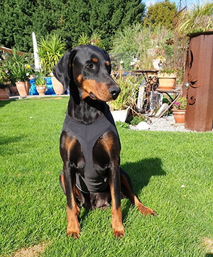 118472046_847378635796099_1907901179838485147_n#####