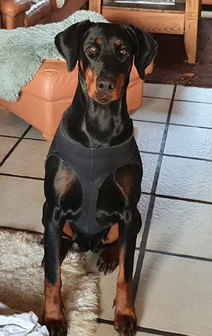 129428147_375733127050517_6585651480276798026_n