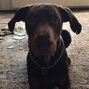 13612140_1054827731278294_6030593147412114669_n