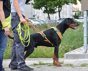 36514931_1756906121073498_1835715923353272320_n