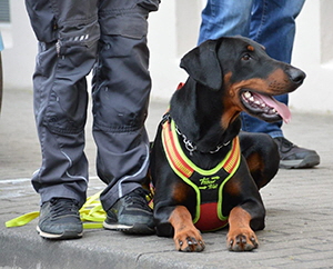 36525946_1756907391073371_3477379189844213760_n