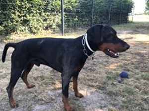 37698132_1787015684729208_7692947998128472064_n