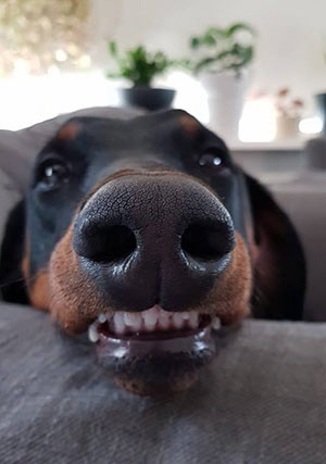 41290351_2240015899396563_1430736619425497088_n