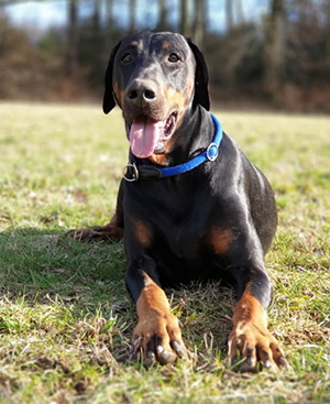 52449436_374867390020479_6822564006486605824_n