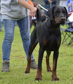 64809578_422417678612457_4781351743608848384_n