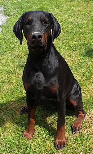 65863067_2278840338880071_6824226369283555328_n