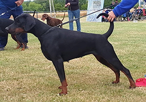 66279520_2289270807837024_1044770293903523840_n