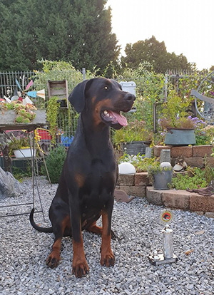 68372450_2360603447370426_6164756577891909632_nklein