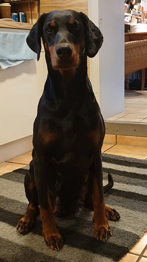 81516920_773964583086039_6660145342832443392_n