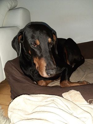 84234097_205060053976154_2092941055149211648_n