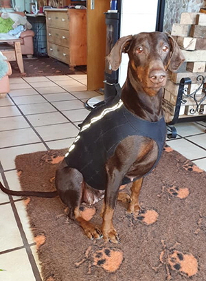 90549080_2794987350598698_600836456939782144_n