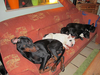 167402_368836696547121_1219689751_n