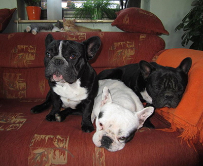 543155_357023251061799_822786265_n