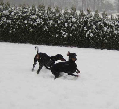 haus_januar_2011__46_