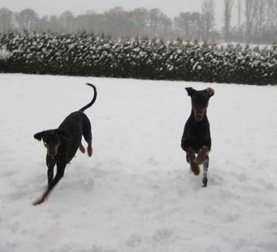 haus_januar_2011__53_