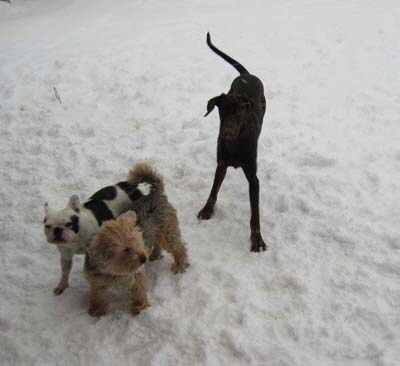 haus_januar_2011__64_