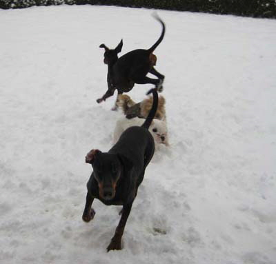 haus_januar_2011__66_