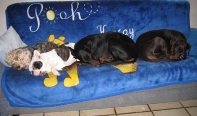 neues_haus_jan__2011__10_