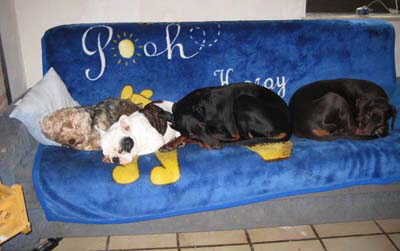 neues_haus_jan__2011__9_