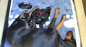 14440990_1145439845553465_8324650053556664110_n