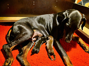 423221196_1580335032716638_5544210123517686701_n