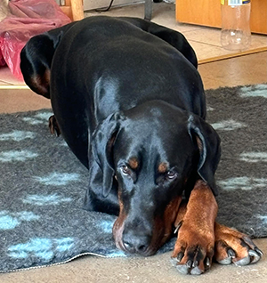 461323160_2044729085952690_9063521430536077818_n